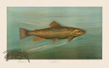 Brown Trout